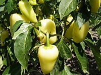 Перец Белозерка 0,2 гр 