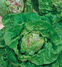 Салат Король Майя кочан. 0,5 гр