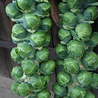 Капуста брюссельская Касио 0,5 гр