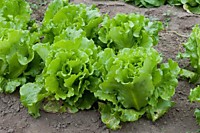 Салат Одесский Кучерявец 0,5 гр 